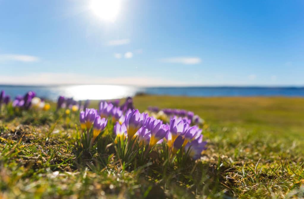 Vårblommor i solsken - Ekomni - Kredittjänster och snabblån - Spara pengar - Budgettips inför våren